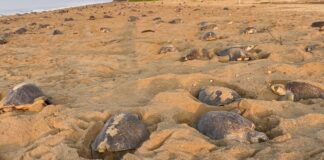 Arriban más de 625 mil tortugas golfinas al Santuario Playa Escobilla