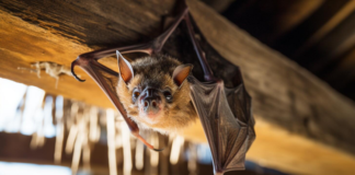 Confirma SSO otra muerte por rabia en Tonameca