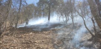 Reporta Coesfo control de incendio forestal en Santa María Peñoles