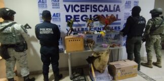 Catean domicilio en Santa Lucía del Camino; rescatan aves exóticas y aseguran animales disecados