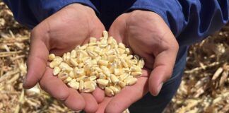 Productores de maíz en crisis por caída de precios de importaciones