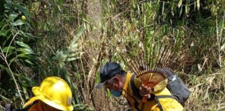 Controla Coesfo incendio forestal en San Juan Bautista Tuxtepec
