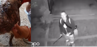 Fiscalía investiga agresión con ácido a dos perros ocurrida en Cuilápam