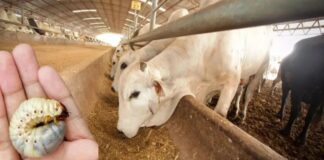 Oaxaca sigue libre de gusano barrenador del ganado: Sefader