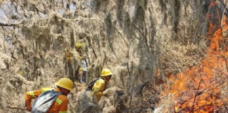 Controla Coesfo incendio forestal en Santa María Tecomavaca La Comisión Estatal Forestal