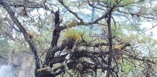 Despliega Gobierno del Estado operativo aéreo para atender incendio forestal en San Miguel Maninaltepec