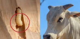 Confirman 10 nuevos casos de gusano barrenador en animales, en Oaxaca