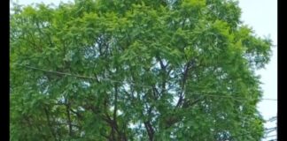 Intentan linchar a dos presuntos ladrones en San Pablo Etla; pobladores los golpean y desnudan