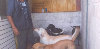 Pronta intervención de la Fiscalía de Oaxaca descarta maltrato animal tras inspección en la capital