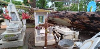 Fuertes lluvias derriban árboles y dañan tumbas en el panteón de Ejutla