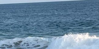 Un visitante inesperado en Agua Dulce: un lobo marino sorprende a bañistas