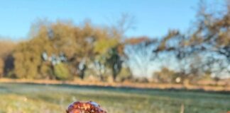 Primeras heladas cubren comunidades de los Valles Centrales