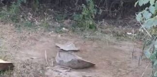 Reportan matanza de tortugas golfinas en Barra del Potrero, Santa María Tonameca