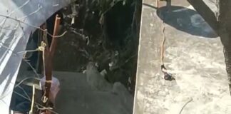 Abaten a agresor tras ataque armado contra policías en colonia capitalina