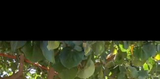 Continúa atención y servicios de brigadas en territorio a través de la caravana estatal de salud VE’E TATA