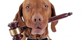 Fiscalía ordena medidas para proteger a perros en campus tecnológico de Oaxaca