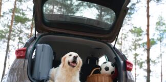 Viajar con mascotas crecerá rumbo al evento de fútbol más importante del mundo, pero 42% teme por su bienestar