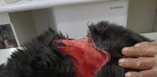 Atacan y hieren a perrita en San Luis Beltrán; exigen castigo por crueldad animal
